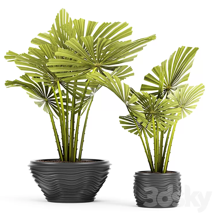 licuala spinosa ornamental palm tree likuala pot flower 3D Model