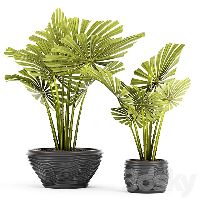 licuala spinosa. ornamental palm tree. likuala. pot. flower 3DModel
