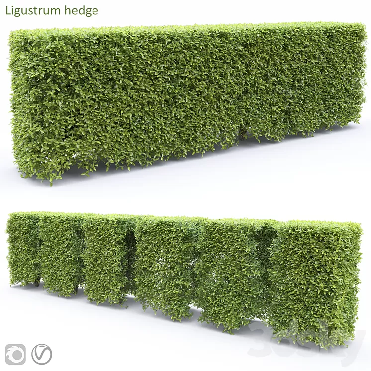 Ligustrum 3D Model Free