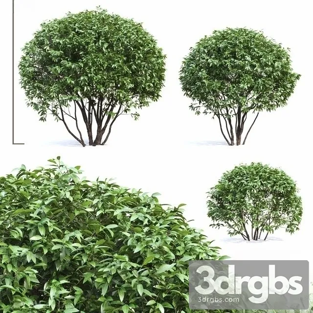 Ligustrum 3D Model Free