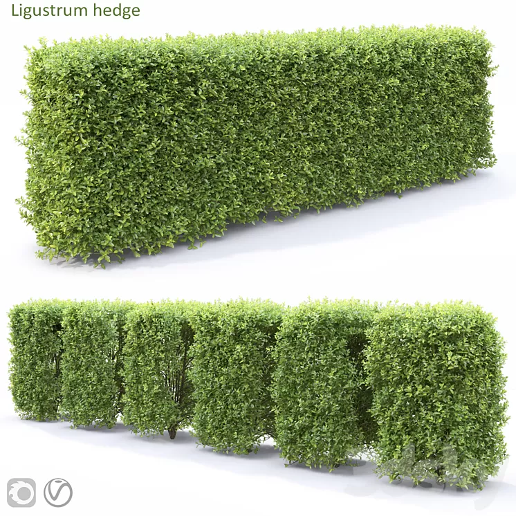 Ligustrum 3D Model Free