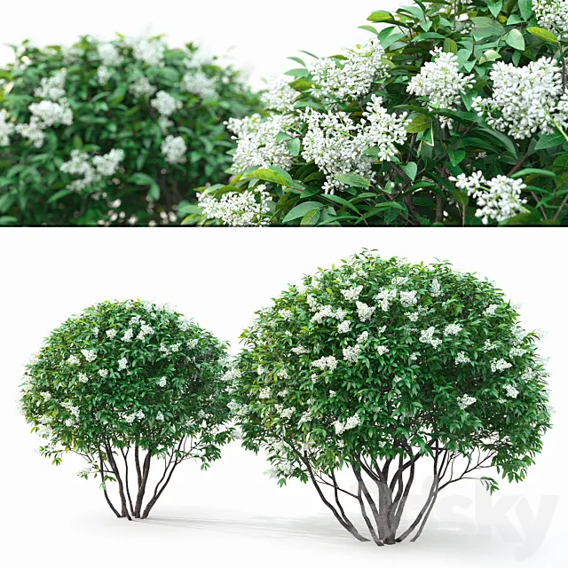 Ligustrum flowering 3DModel