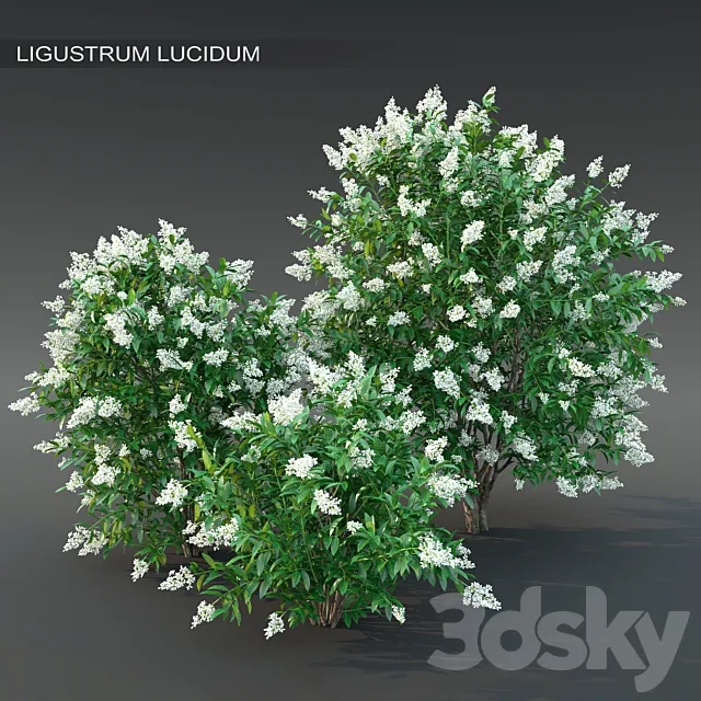 Ligustrum flowering №2 3D Model