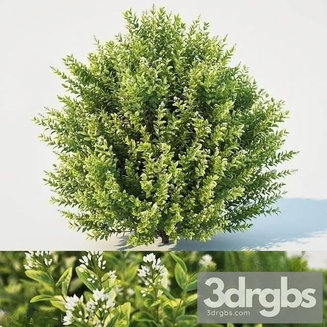 Ligustrum Ovalifolium 3D Model Free