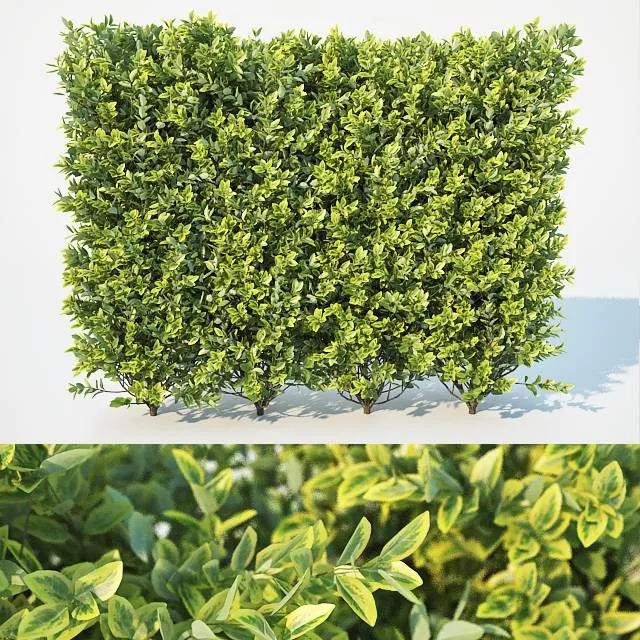 Ligustrum Ovalifolium Hedge L 3D Model Free