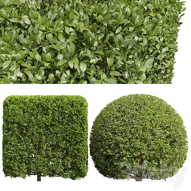 Ligustrum Quihoui Privet and Ficus Concinna Bonsai Pruned 3D Model