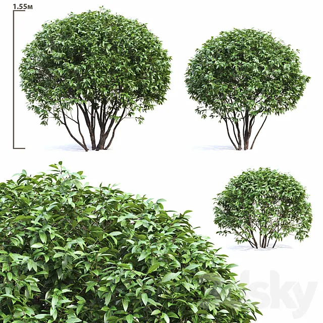 Ligustrum shining (Biryuchina) 3DModel