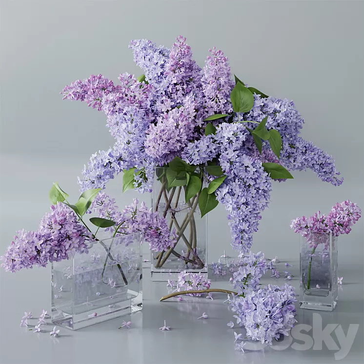 lilac 4 3D Model