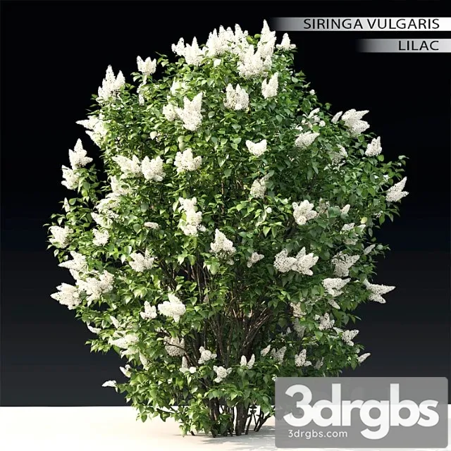 Lilac Blooming 3 3D Model Free