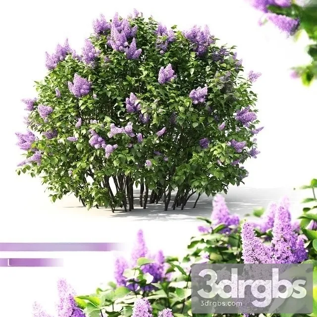 Lilac Flowering 2 3D Model Free