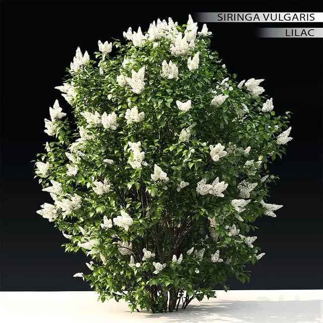 Lilac flowering #3 3D Model