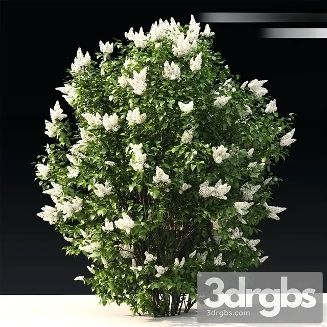 Lilac Flowering 3 3D Model Free