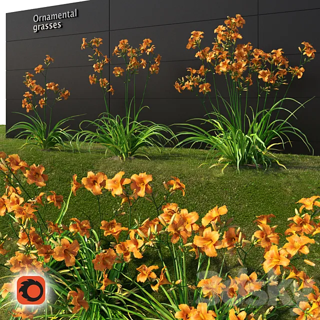 Liljernik yellow _ Hemerocallis lilioasphodelus (CORONA version) 3DModel