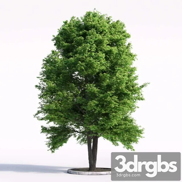 Linden Tree 3D Model Free
