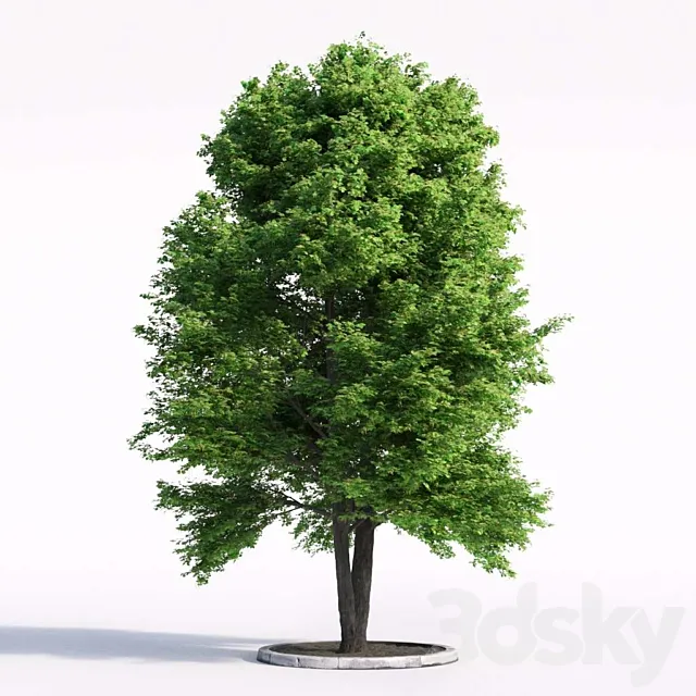 Linden tree 3DModel