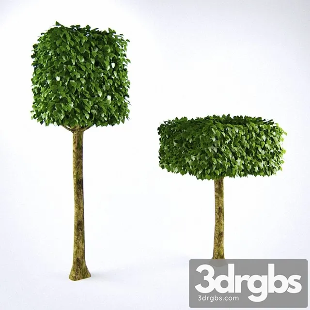 Lipa Kubichieskaia Na Shtammie 1 3D Model Free