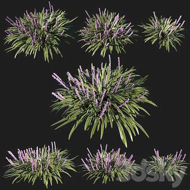 liriope muscari variegata grass 02 3D Model