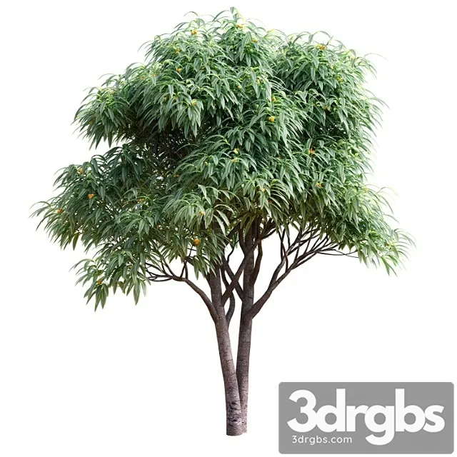 Listvennoe Derevo S Plodami Mushmula 3D Model Free