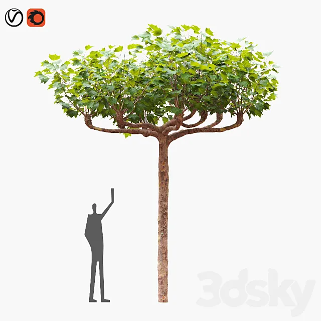 London planetree сanopy 511 m 3D Model