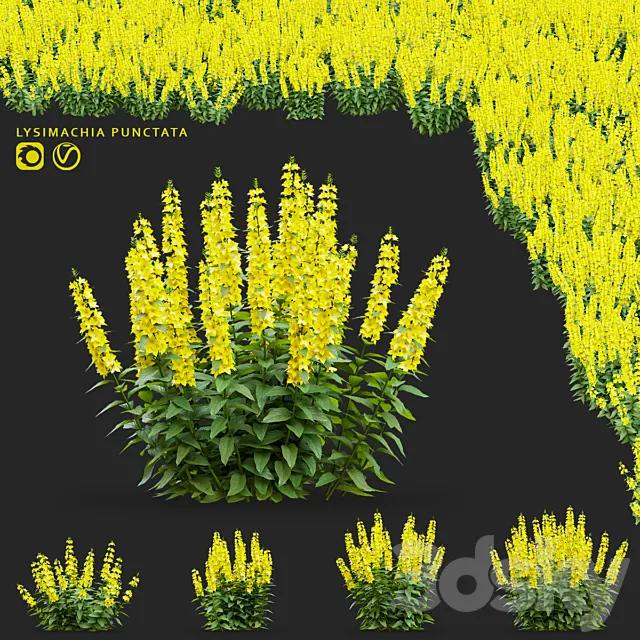 loosestrife dotted flowers | Lysimachia punctata 3D Model