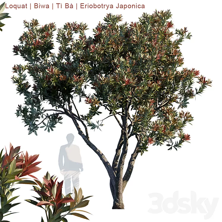 Loquat | Biwa | Eriobotrya japonica 3D Model