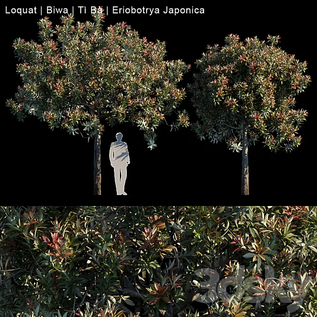 Loquat | Biwa | Eriobotrya japonica 3DModel