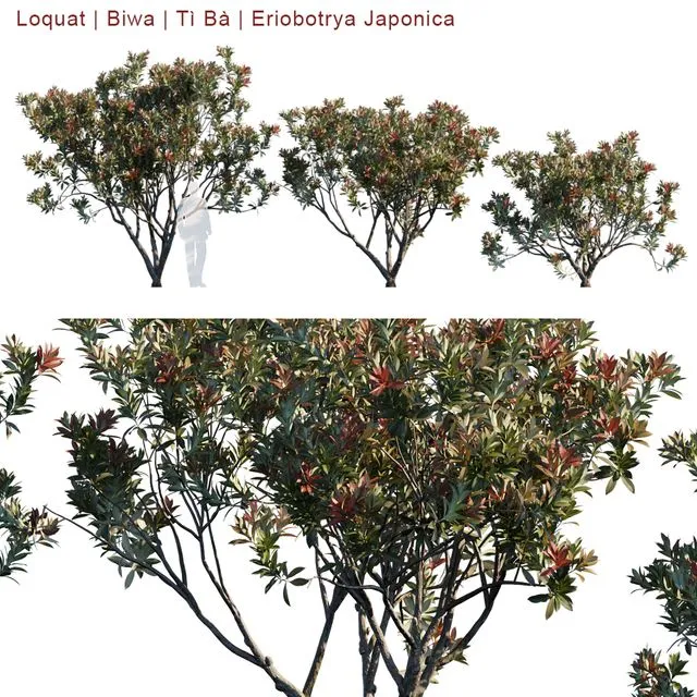 Loquat Biwa Eriobotrya Japonica V2 3D Model