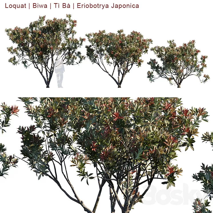 Loquat | Biwa | Eriobotrya Japonica V2 3D Model