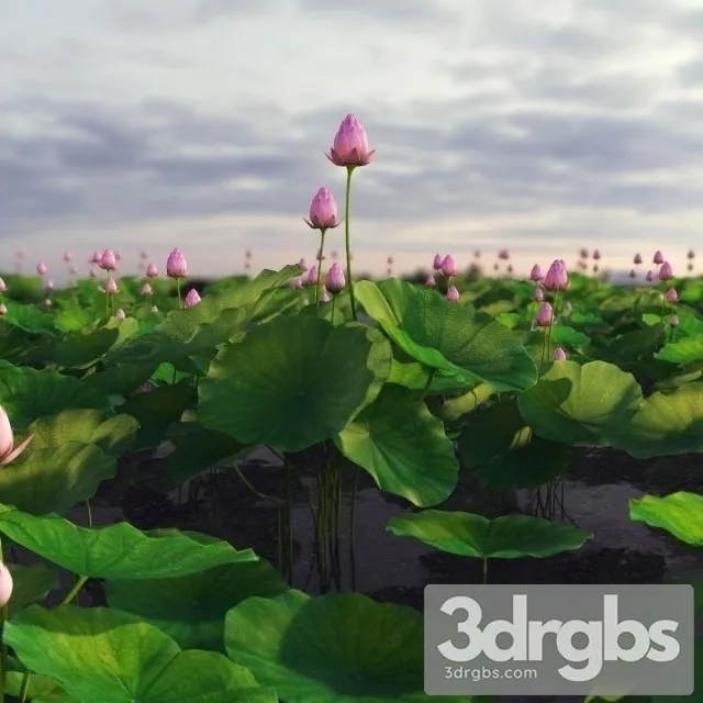 Lotus Lake 3D Model Free