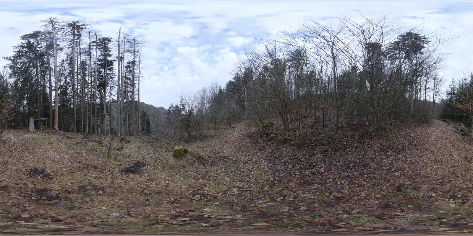 Schachen Forest