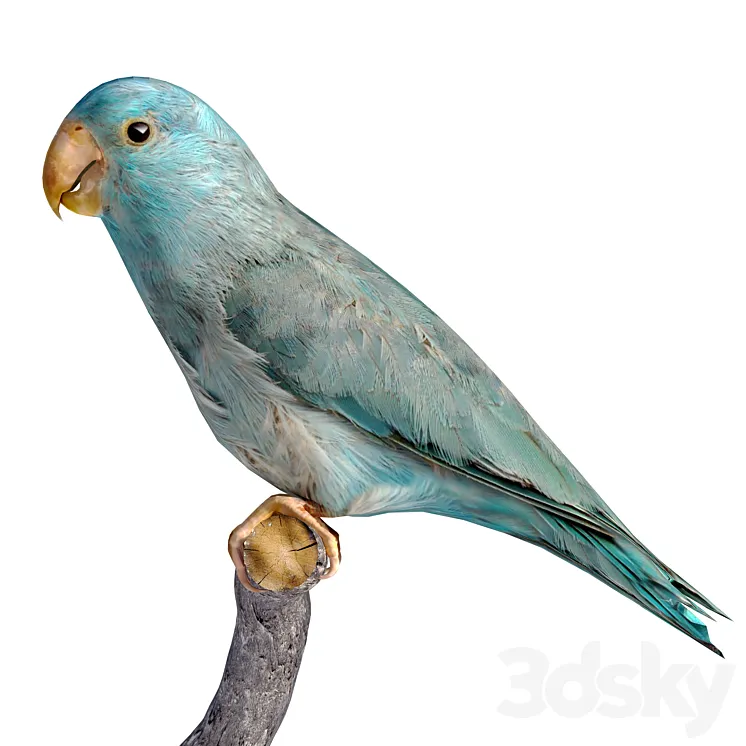 low poly parrot 3D Model Free
