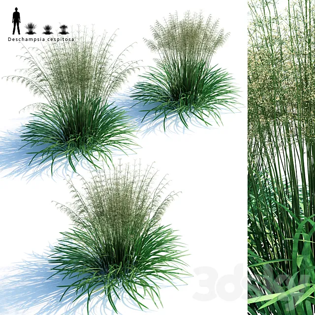 Lugovik turfy (Pike) | Deschampsia cespitosa 3D Model