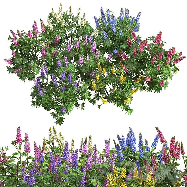 Lupinus 3D Model Free