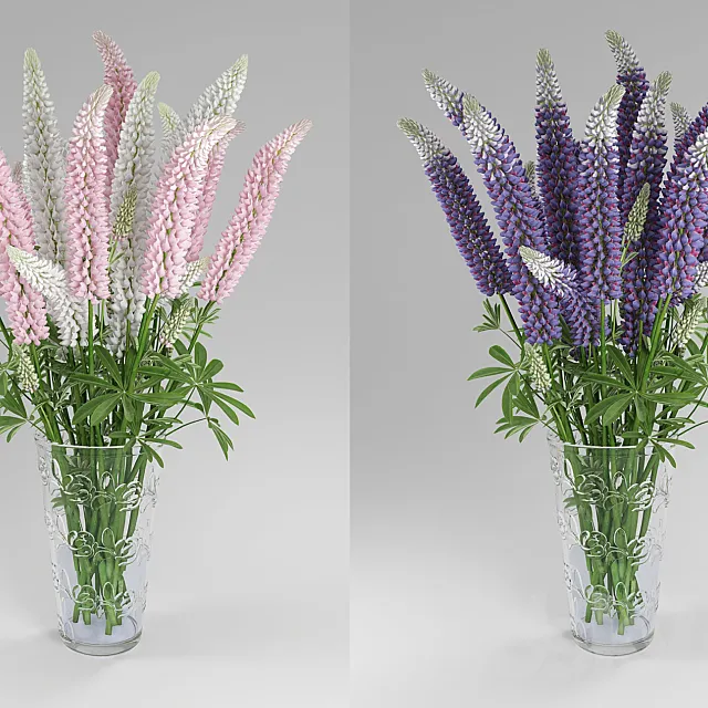 Lupinus 3D Model