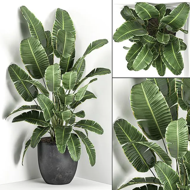 Lush beautiful banana corner palm in a black pot Set 685 3D Model