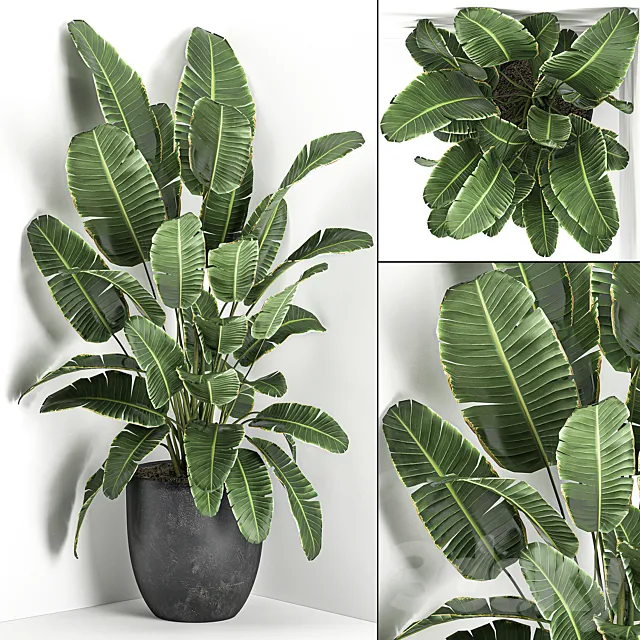 Lush beautiful banana corner palm in a black pot with strelitzia ravenala. Set 685. 3D Model