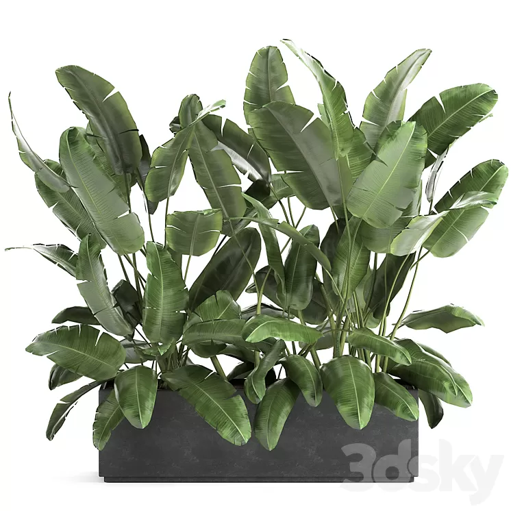 Lush exotic thickets of bushes banana palm ravenala Strelitzia in a metal pot flowerbed. 866. 3D Model