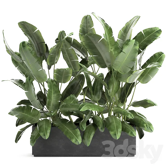 Lush exotic thickets of bushes banana palm ravenala. Strelitzia in a metal pot flowerbed. 866. 3DModel