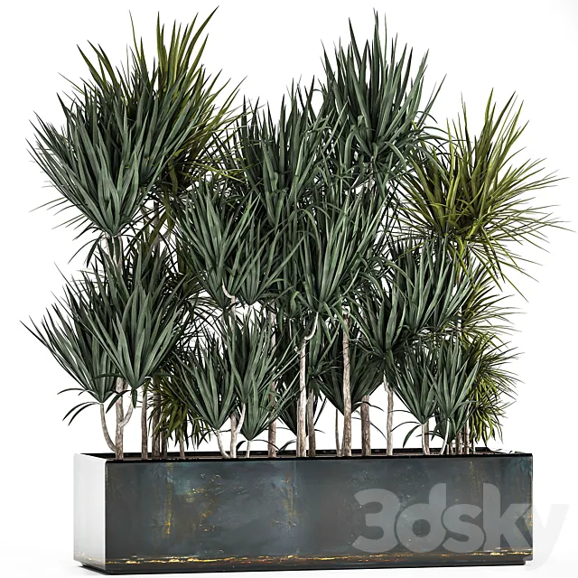 Lush exotic thickets of Dracaena bushes in a metal pot flowerbed. 887. 3D Model