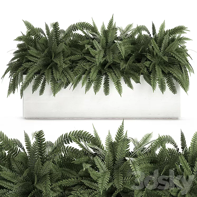 Lush ornamental bushes overgrown in a flowerbed pot with Nephrolepis fern outdoor flowerpot. Set 673. 3D Model