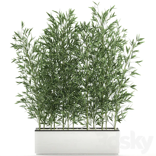 Lush thickets of bamboo bushes in a white pot pot bamboo. Set 579. 3D Model