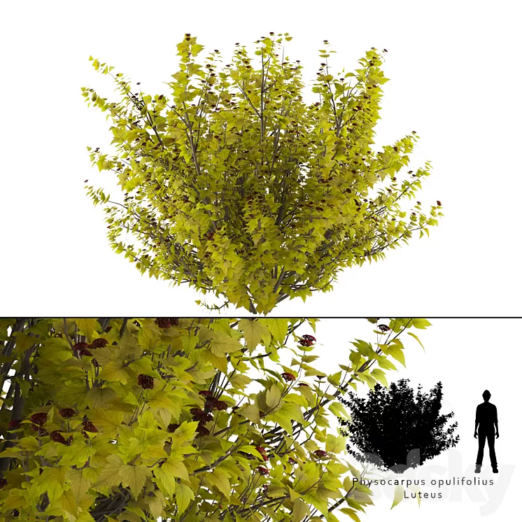 Luteus canniferous buzzard | Physocarpus opulifolius Luteus 3D Model
