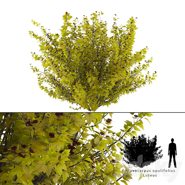 Luteus canniferous buzzard | Physocarpus opulifolius Luteus 3DModel