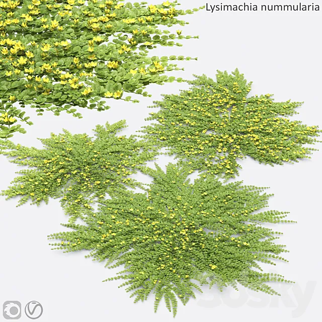 Lysimachia nummularia 3D Model
