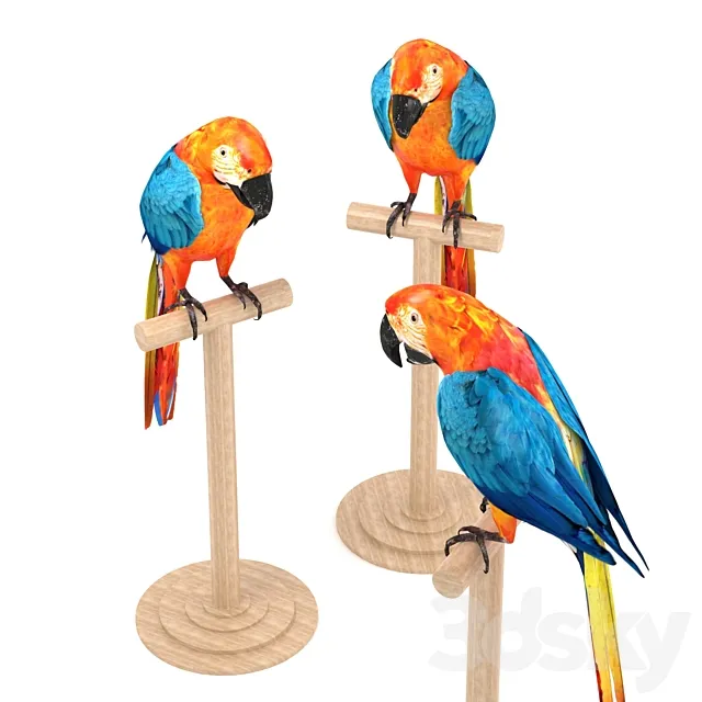 Macaw 3D Model