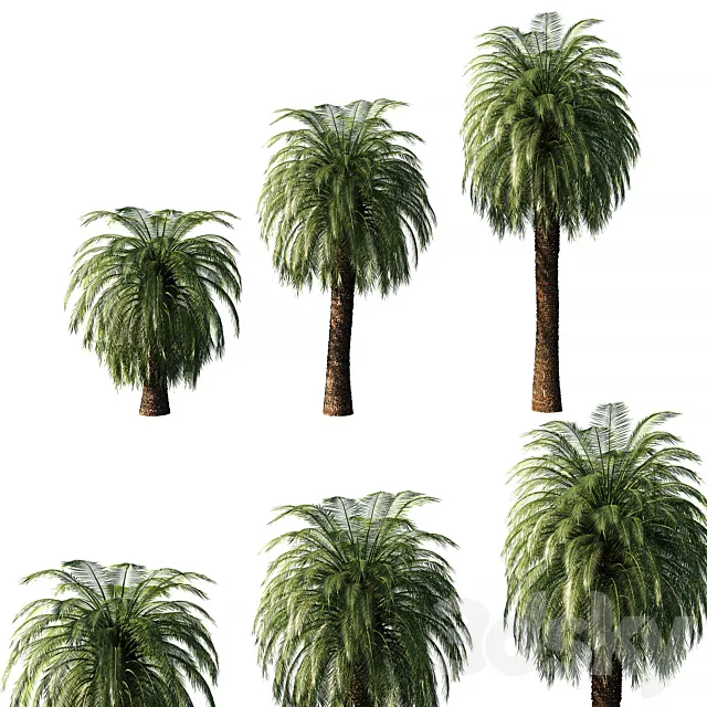 Macrozamia Moorei palm tree Free Download
