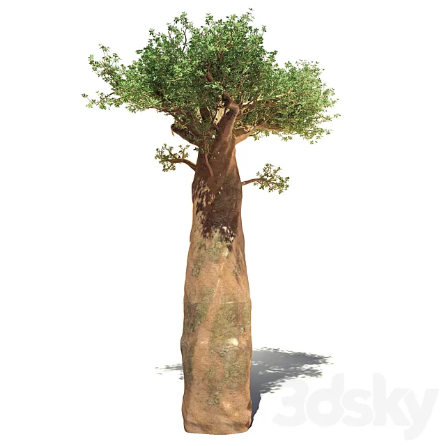 madagaskar baobab 3D Model