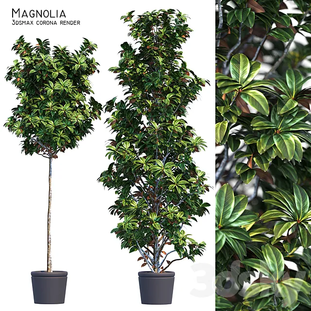 Magnolia 3D Model