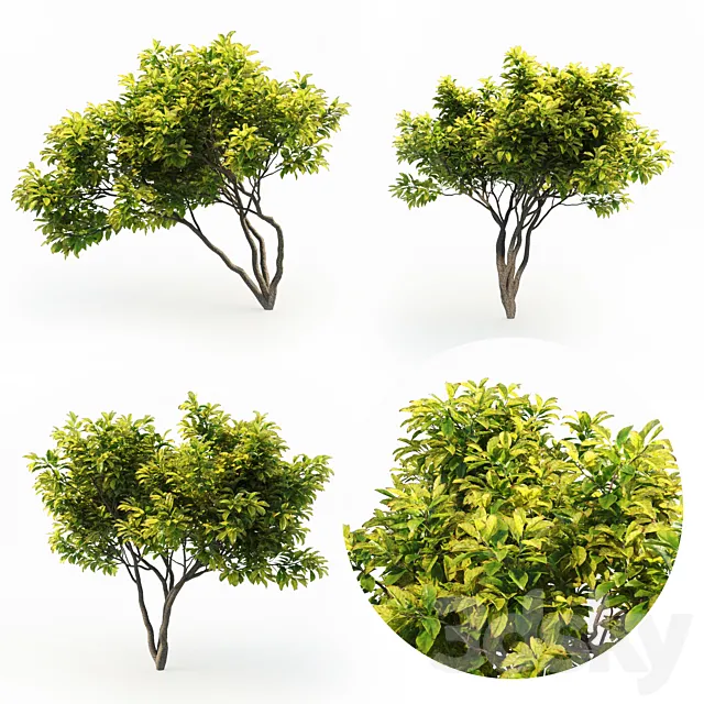 Magnolia (4m) 3 Tree Set Free Download