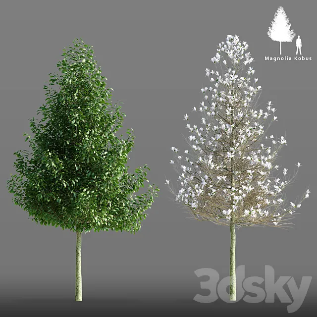 Magnolia cobus tree | Magnolia Kobus 3D Model